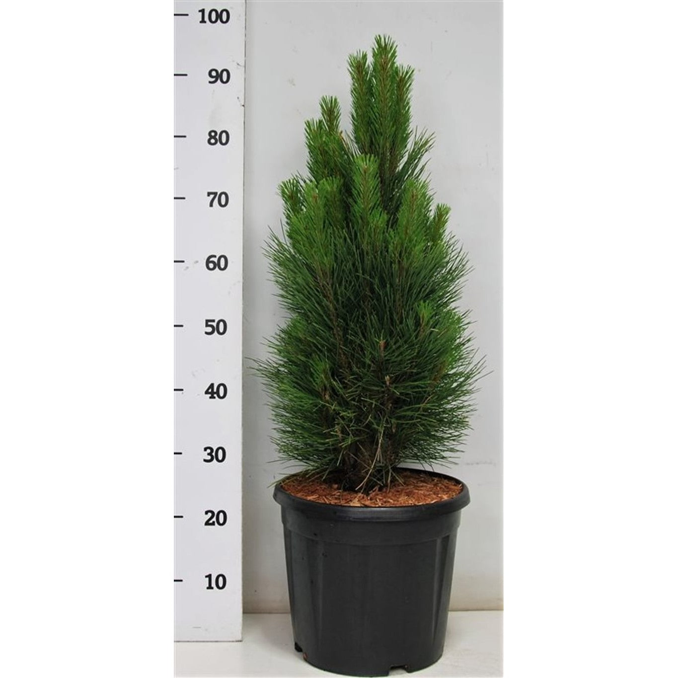Svarttall – Pinus nigra 'Green Tower' - C12 60-70 CM